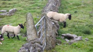 Schafe springen über einen Zaun