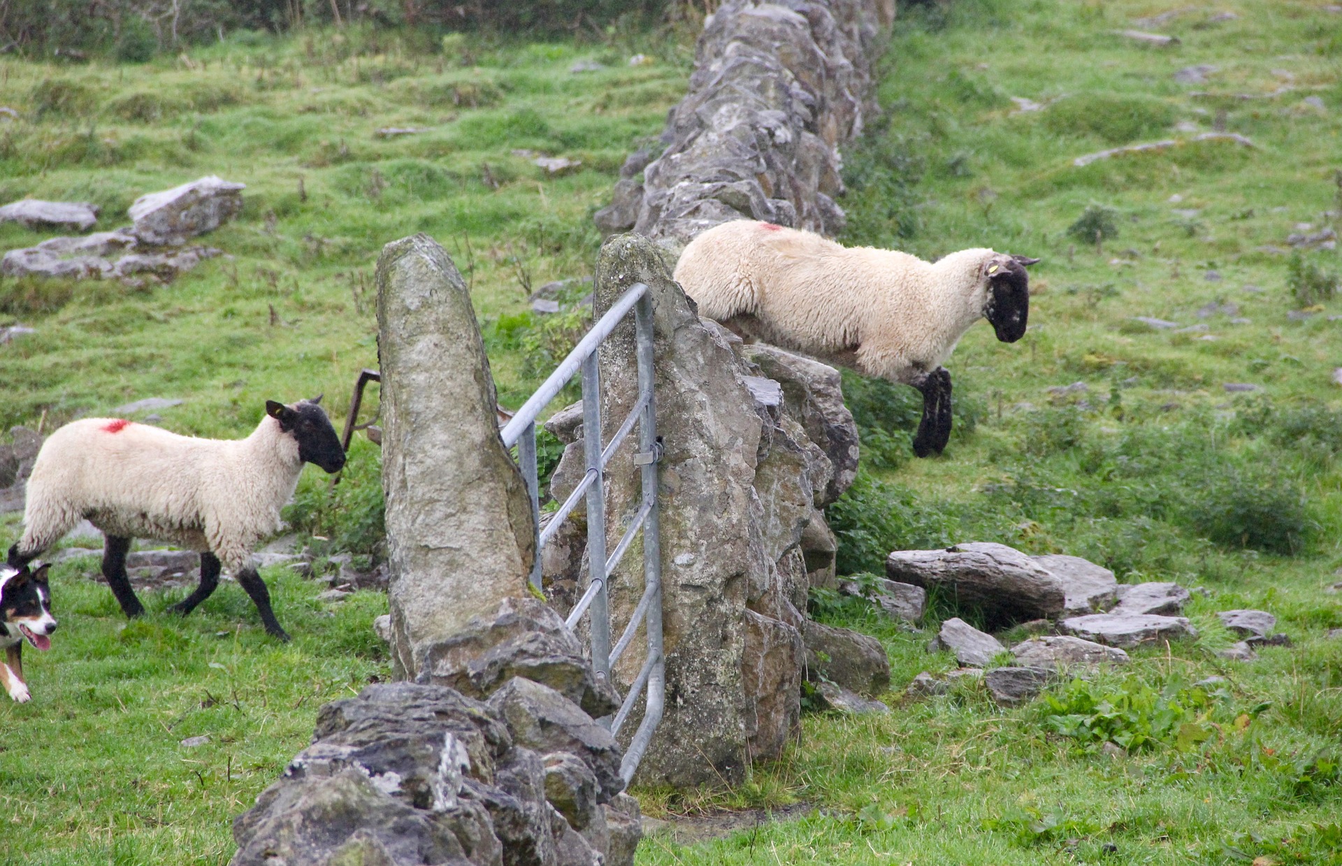 Schafe springen über einen Zaun