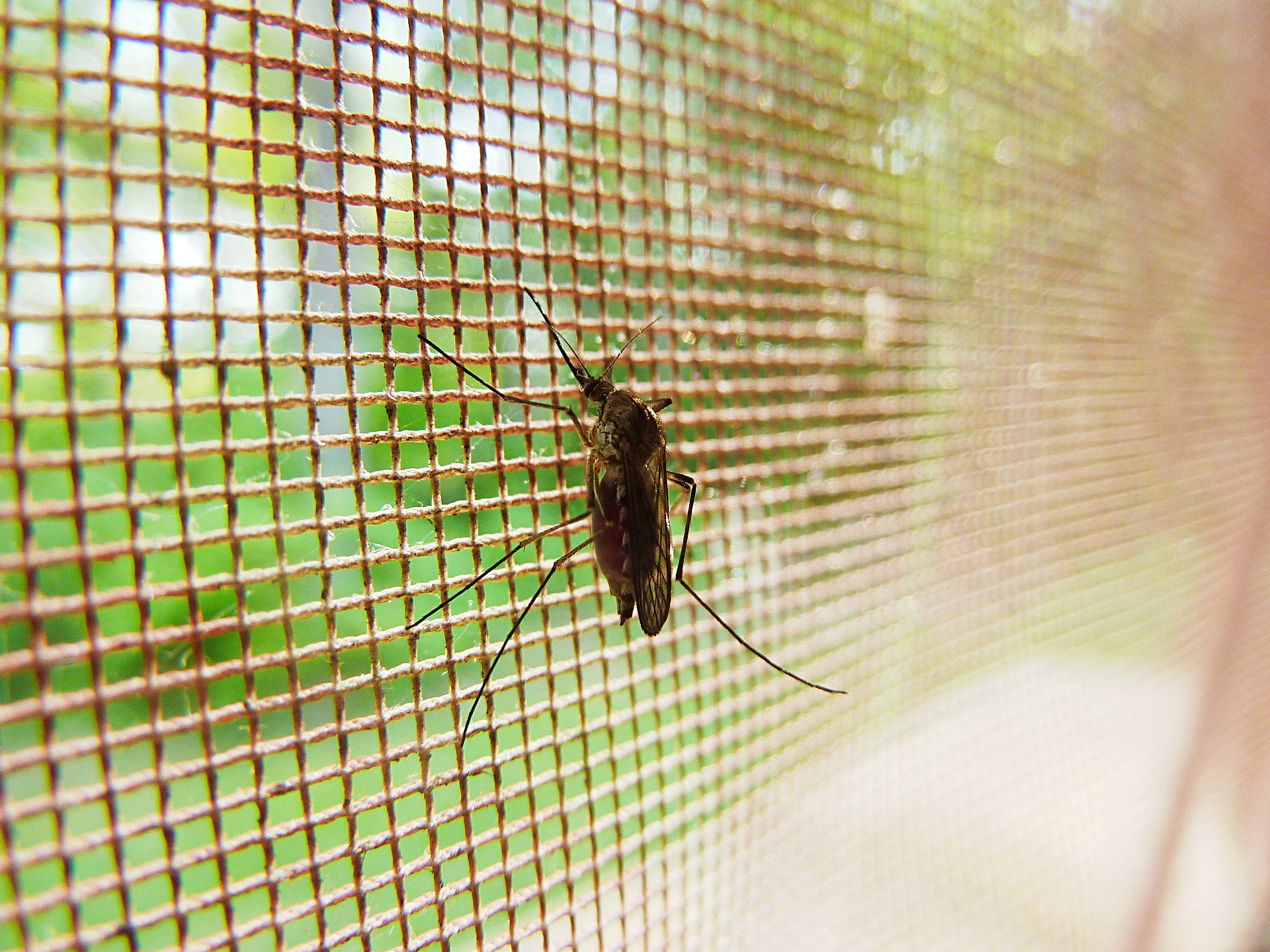 Moskito Insektenschutz-Netz Fliegengitter