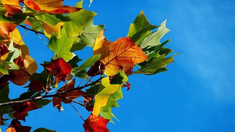 Herbstlaub rechen & entsorgen: Wissenswertes rund ums Herbstlaub