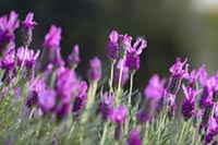 Lavendel wassersparende Pflanze
